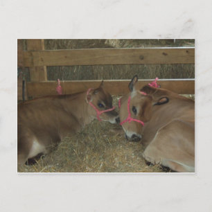 Nuzzling Cows Postcard