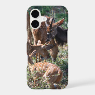Nyala gracieux dans un paysage africain