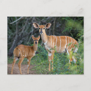 Nyala (Tragelaphus Angazii) With Young, Ndumo Postcard