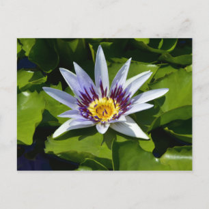 Nymphaea colorata - African Waterlily Tanzania Postcard