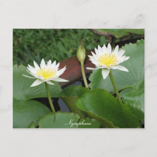 Nymphaea Flower Waterlily Postcard