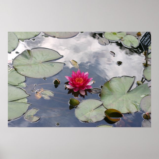 Nymphaea Gloriosa Poster (Front)