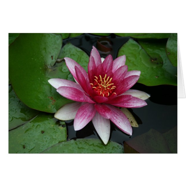 Nymphaea tetragona (Front Horizontal)