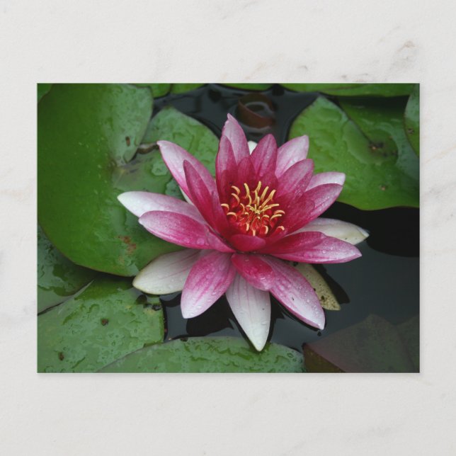 Nymphaea tetragona postcard (Front)