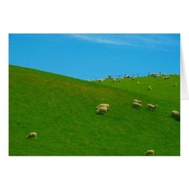nz sheep hill (Front Horizontal)
