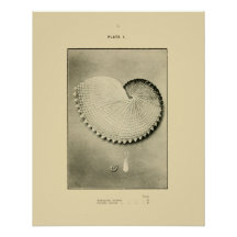 NZ Shells - Argonauta nodosa and Spirula Peroni