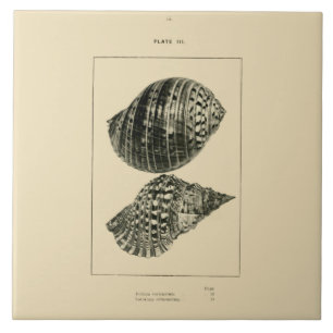 NZ Shells - Dolium variegatum, Lotorium rubicundum Tile