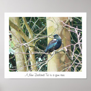 NZ Tui in a Gum Tree Poster
