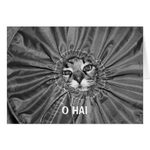 O Hai LOLcat Card