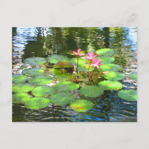OAHU, HAWAII#8 CARTE POSTALE
