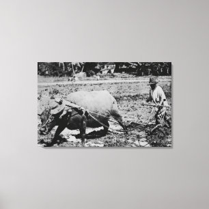 Oahu, Hawaii - A Water Buffalo & Farmer Tilling Canvas Print