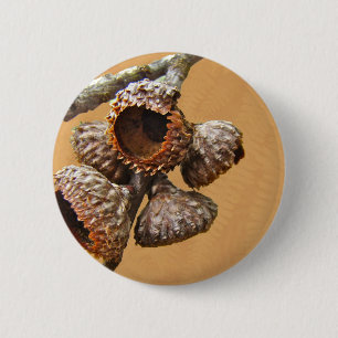 Oak Acorn Caps 2 Inch Round Button