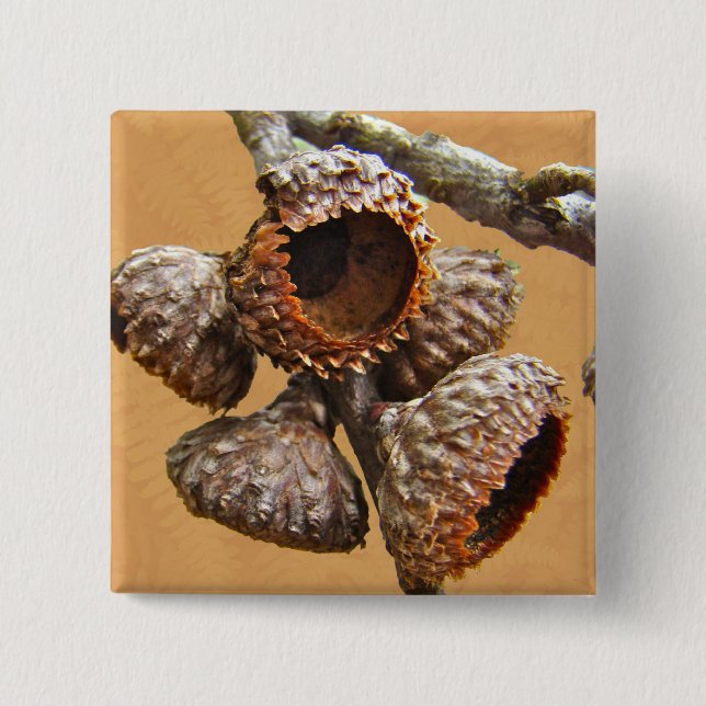 Oak Acorn Caps 2 Inch Square Button (Front)