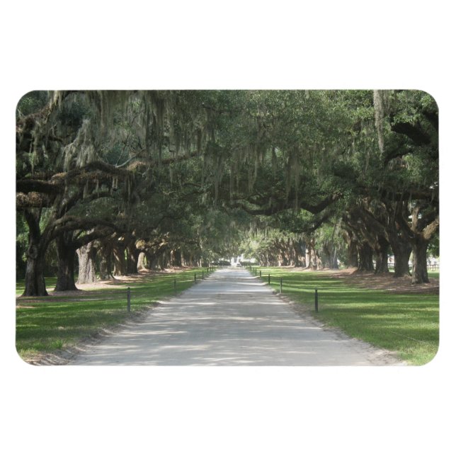 Oak Alley at Boone Hall, Charleston SC Magnet (Horizontal)