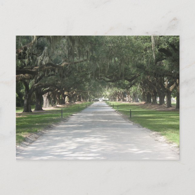 Oak Alley at Boone Hall, Charleston SC Postcard (Front)