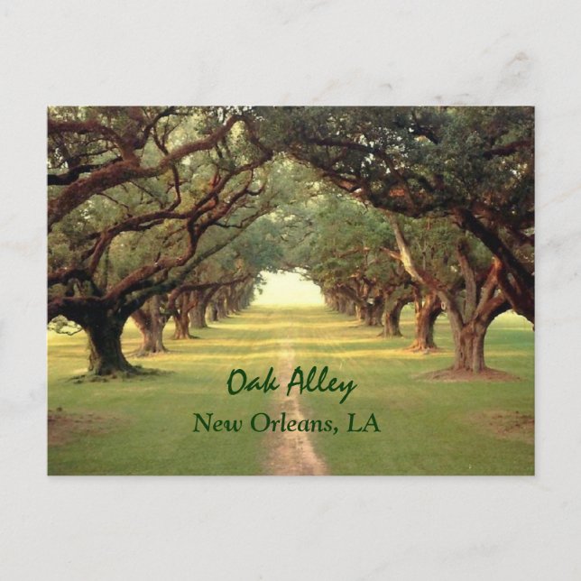 Oak Alley New Orleans Postcard (Front)