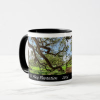 Oak Alley Plantation, Southern Live Oak Trees