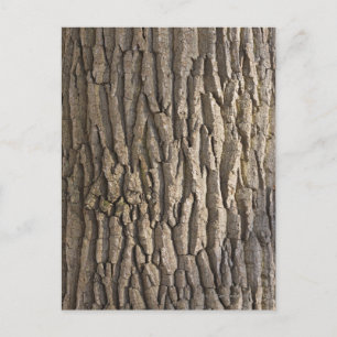 Oak Bark, Aschaffenburg, Franconia, Bavaria, Postcard