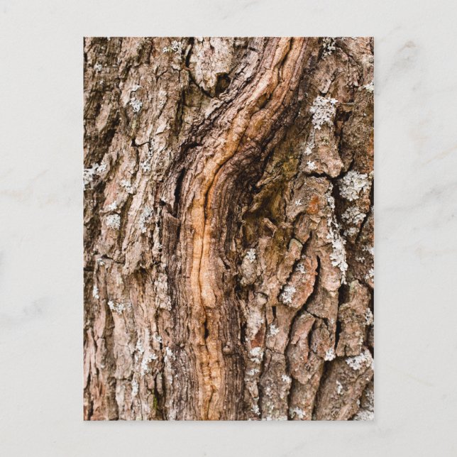 Oak bark postcard (Front)