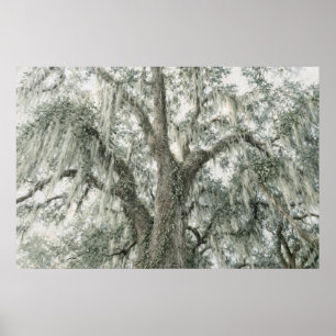 Oak Cathedral   Live Oak Tree   Poster