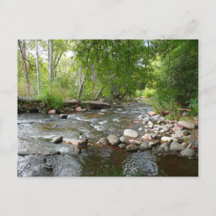Oak Creek and Mallard Ducks Nature Photography Postcard