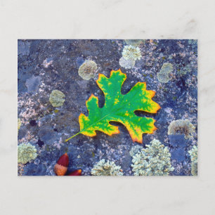 Oak Leaf and Acorns on a Lichen covered rock Postcard