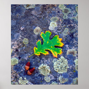 Oak Leaf and Acorns on a Lichen covered rock Poster