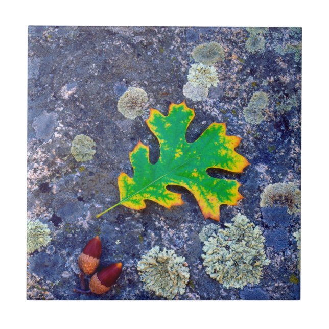 Oak Leaf and Acorns on a Lichen covered rock Tile (Front)
