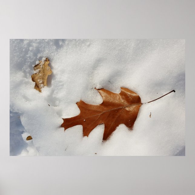 oak leaf on the snow poster (Front)