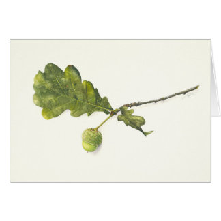 Oak leaf with acorn