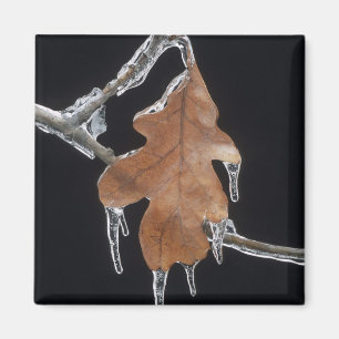 Oak Leaf with Ice Sickles After Ice Storm ; Magnet
