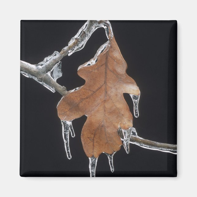 Oak Leaf with Ice Sickles After Ice Storm ; Magnet (Front)