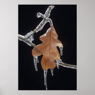 Oak Leaf with Ice Sickles After Ice Storm ; Poster