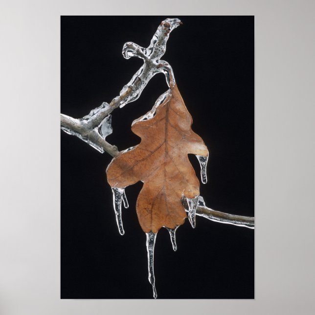 Oak Leaf with Ice Sickles After Ice Storm ; Poster (Front)