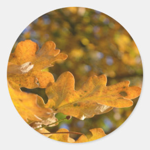 Oak Leaves Autumn Sticker