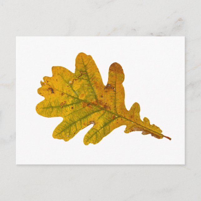 oak leaves in autumn postcard (Front)