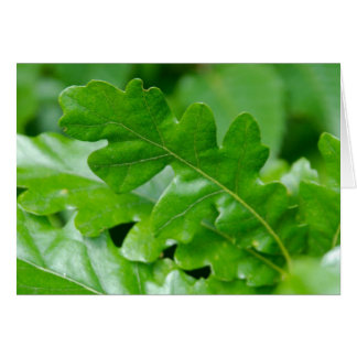 Oak Leaves in Spring