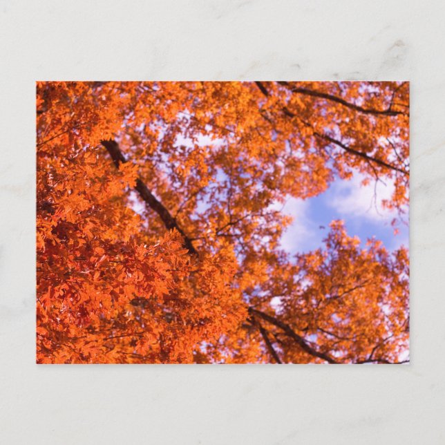 Oak leaves with blue sky postcard (Front)