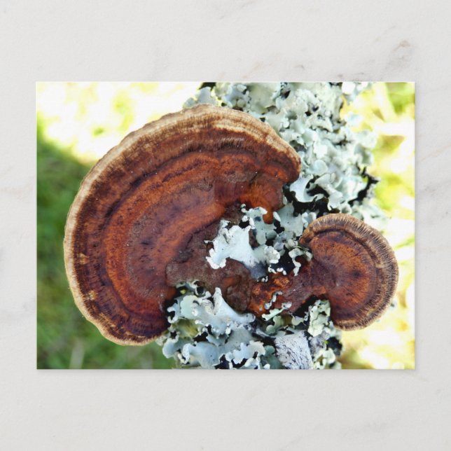 Oak Mazegill Fungus Postcard (Front)