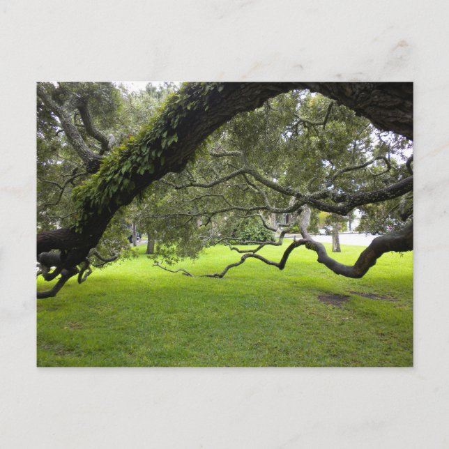 Oak on St. Simon's Island Postcard (Front)