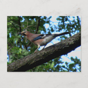 oak postcard