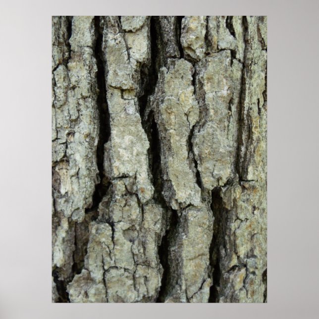 Oak Tree Bark Poster (Front)