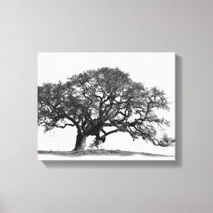 OAK TREE CANVAS PRINT