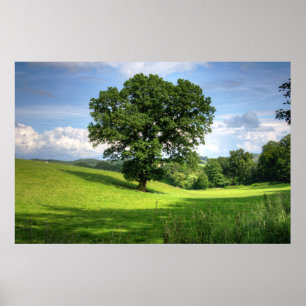 Oak tree green summer beautiful scenery poster