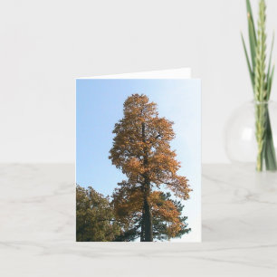 Oak Tree  Greeting Card