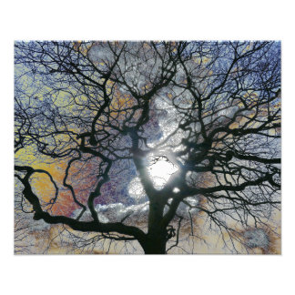Oak tree in early Spring, colored sky edit Photo Print