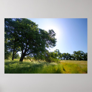 Oak Tree in Meadow, Spring Poster