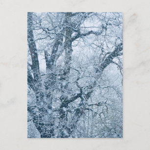 Oak Tree in Snow Postcard
