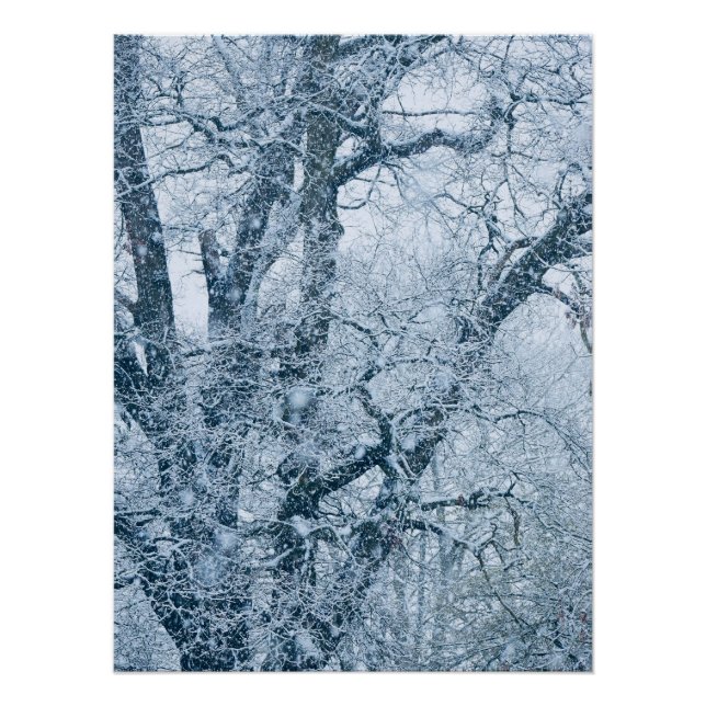 Oak Tree in Snow Poster (Front)