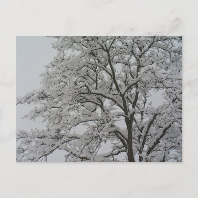 Oak Tree in the Snow Postcard (Front)